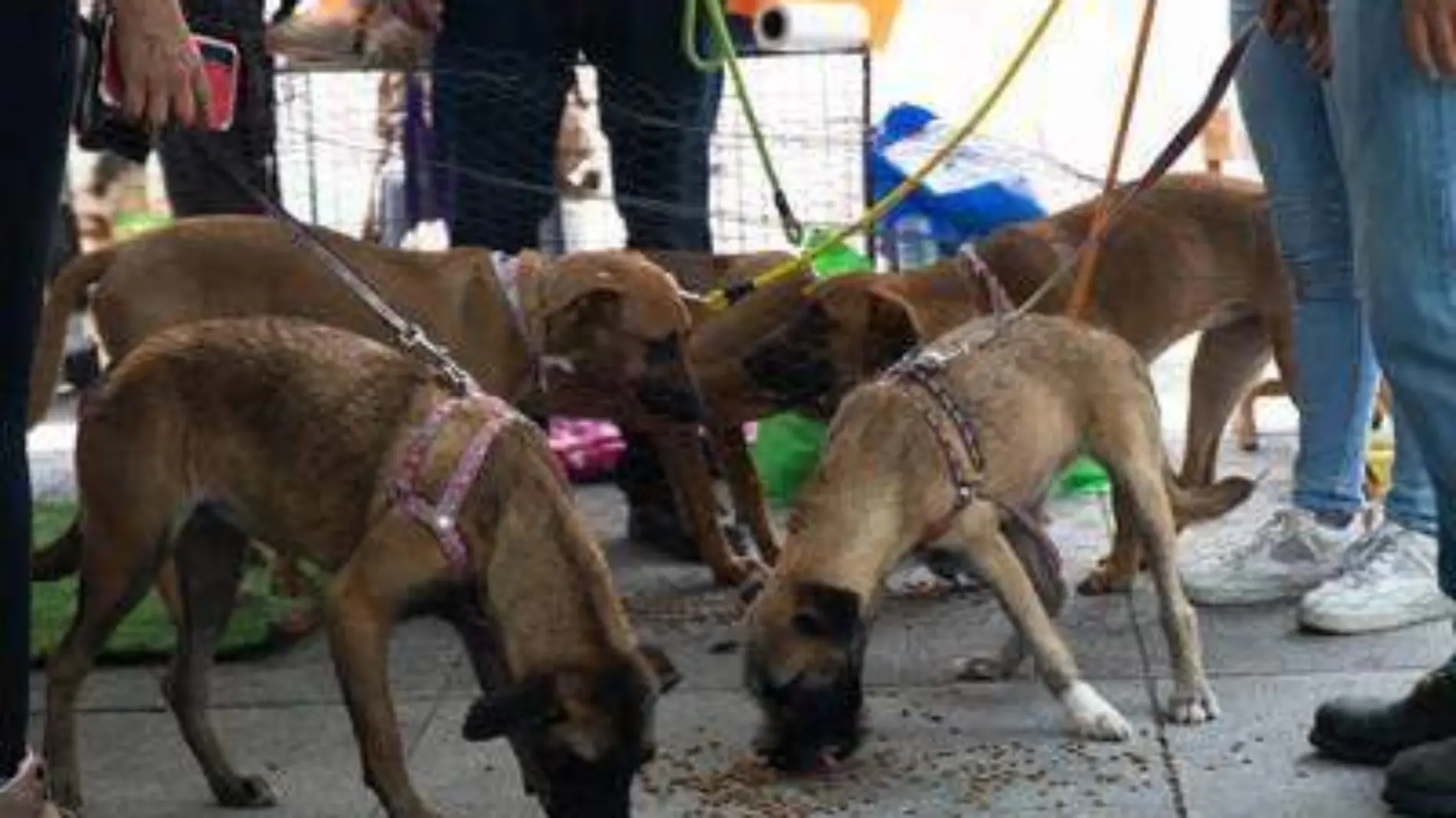 Perros abandonados